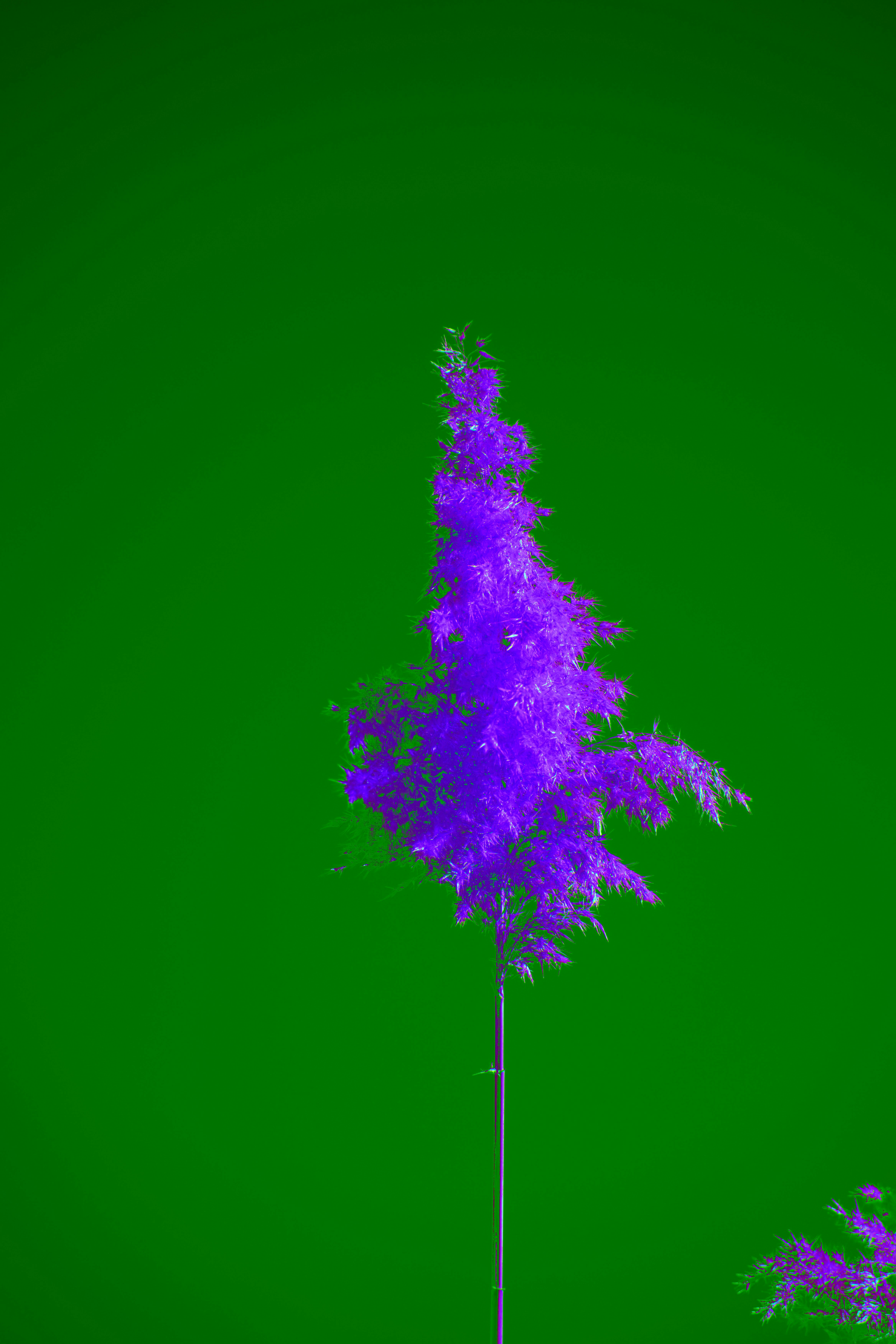 Photo by wolfgang_hasselmann