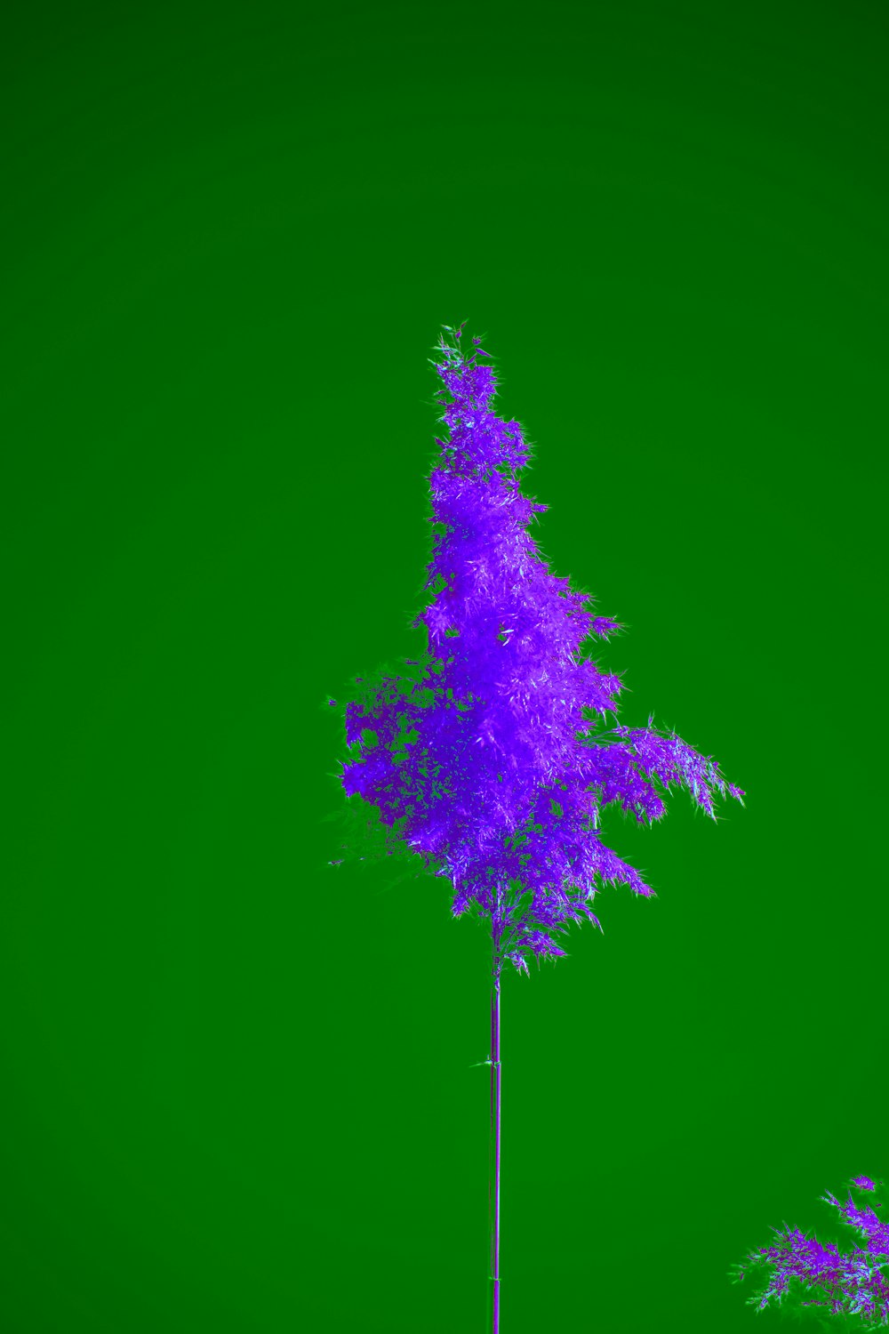 a tall purple tree in front of a green background