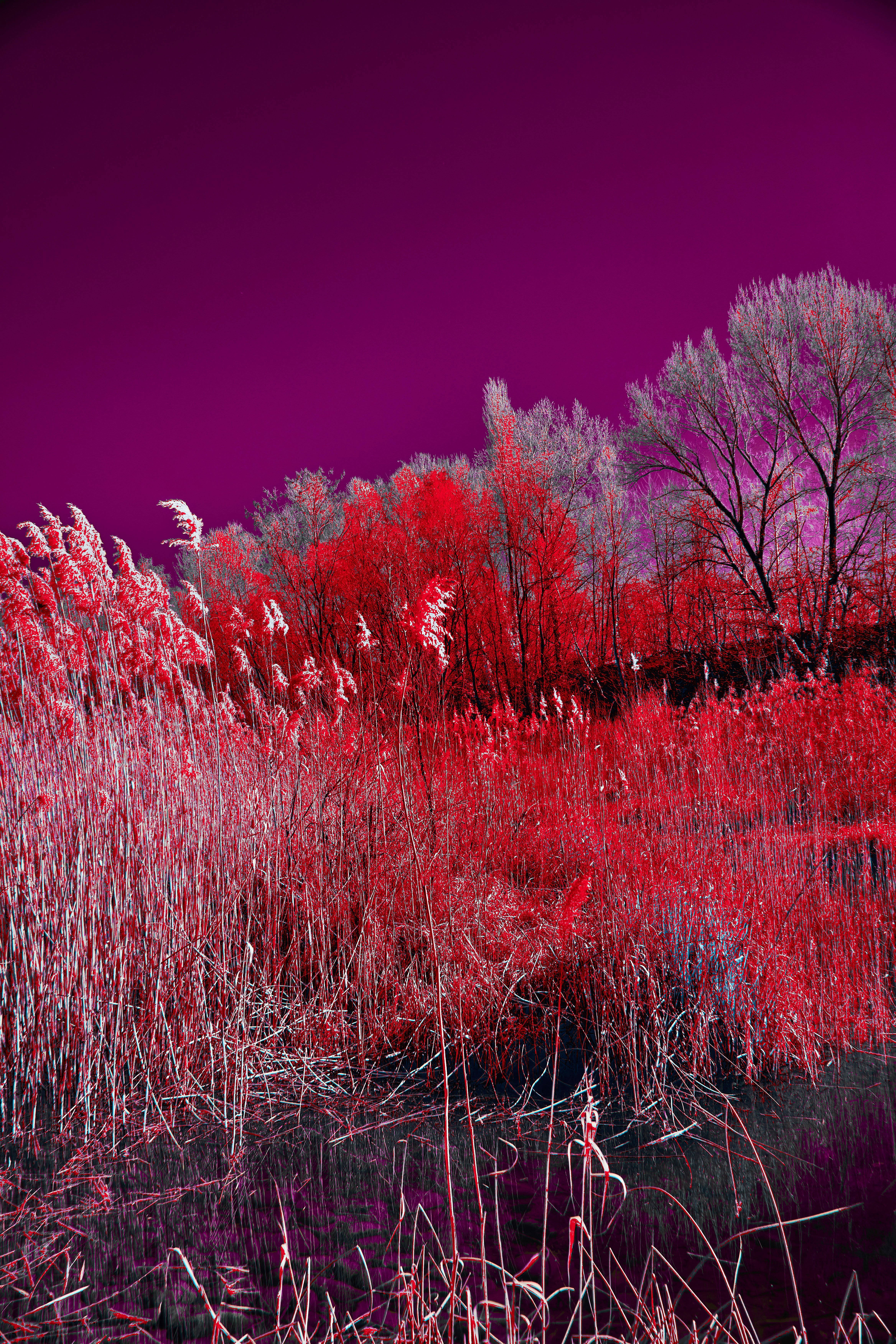 Photo by wolfgang_hasselmann