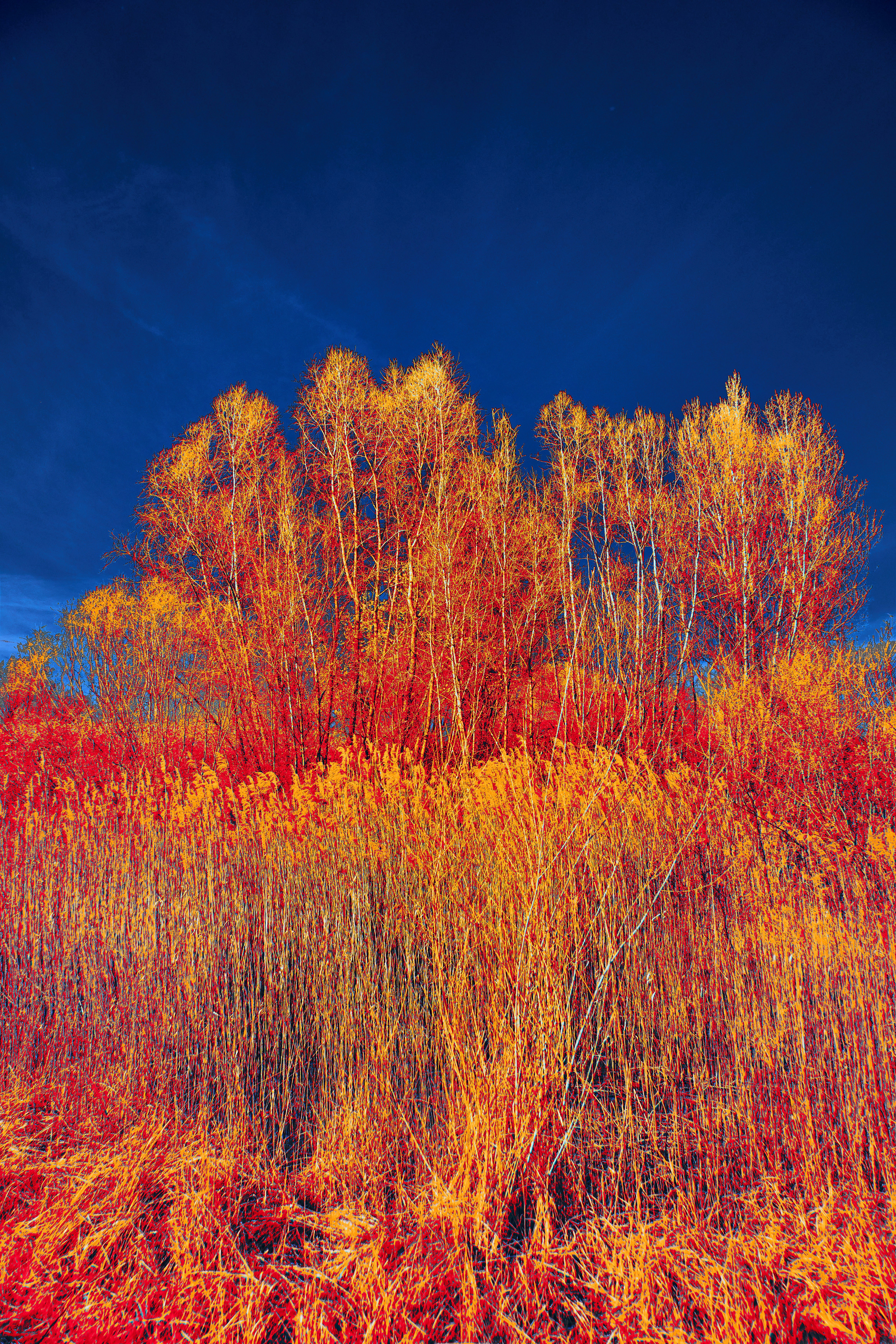 Photo by wolfgang_hasselmann