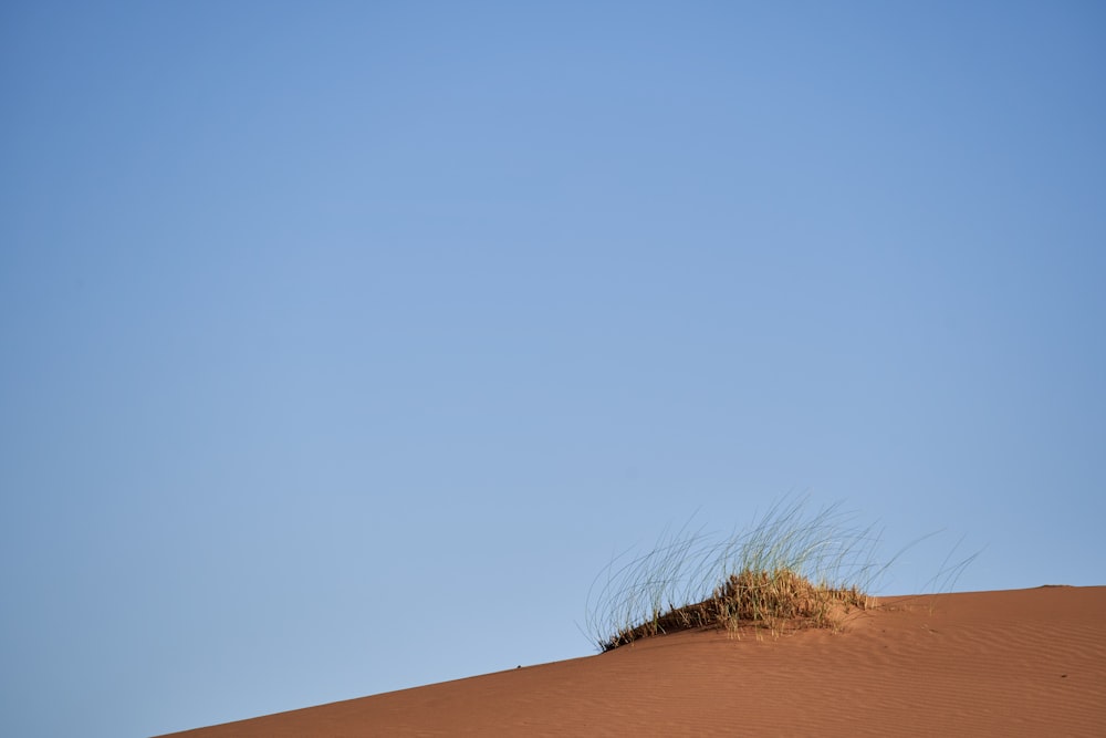 a lone grass growing out of the top of a sand dune