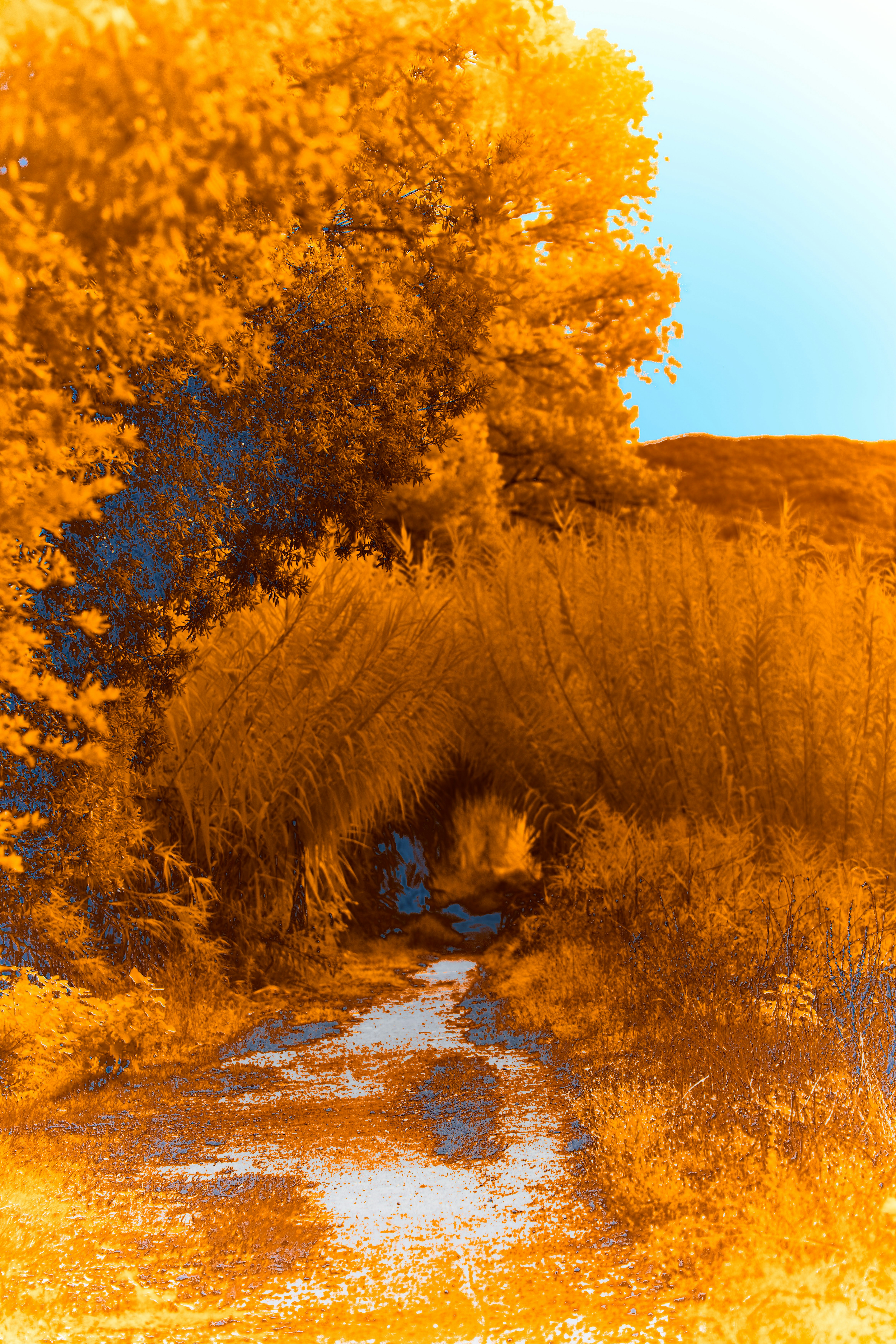 A picture of a dirt road with trees in the background photo – Free ...