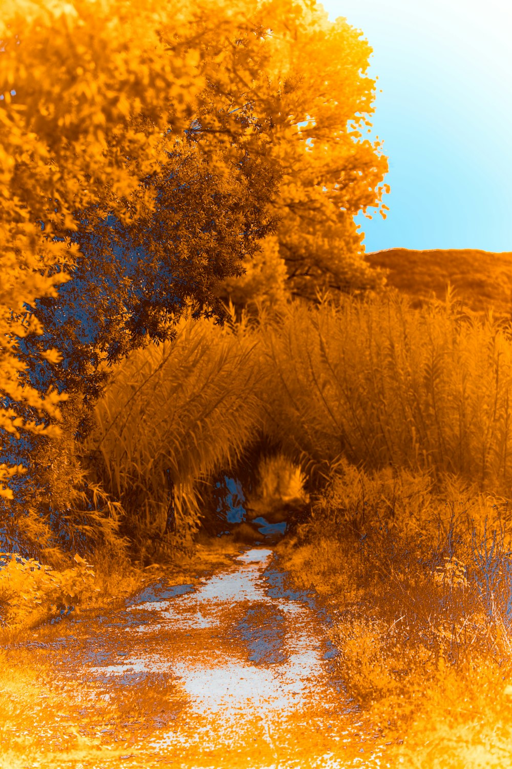 a picture of a dirt road with trees in the background