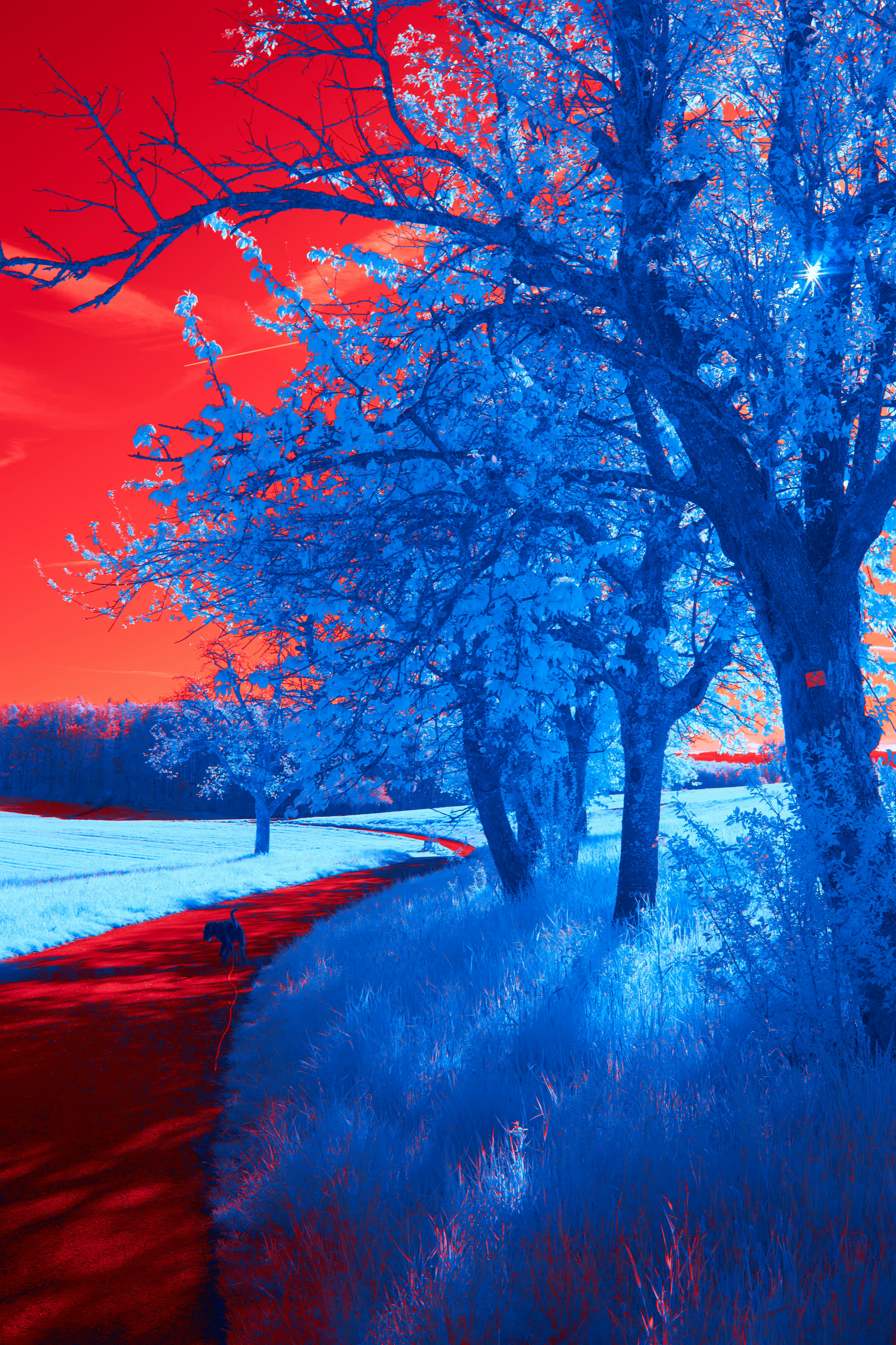 Photo by wolfgang_hasselmann