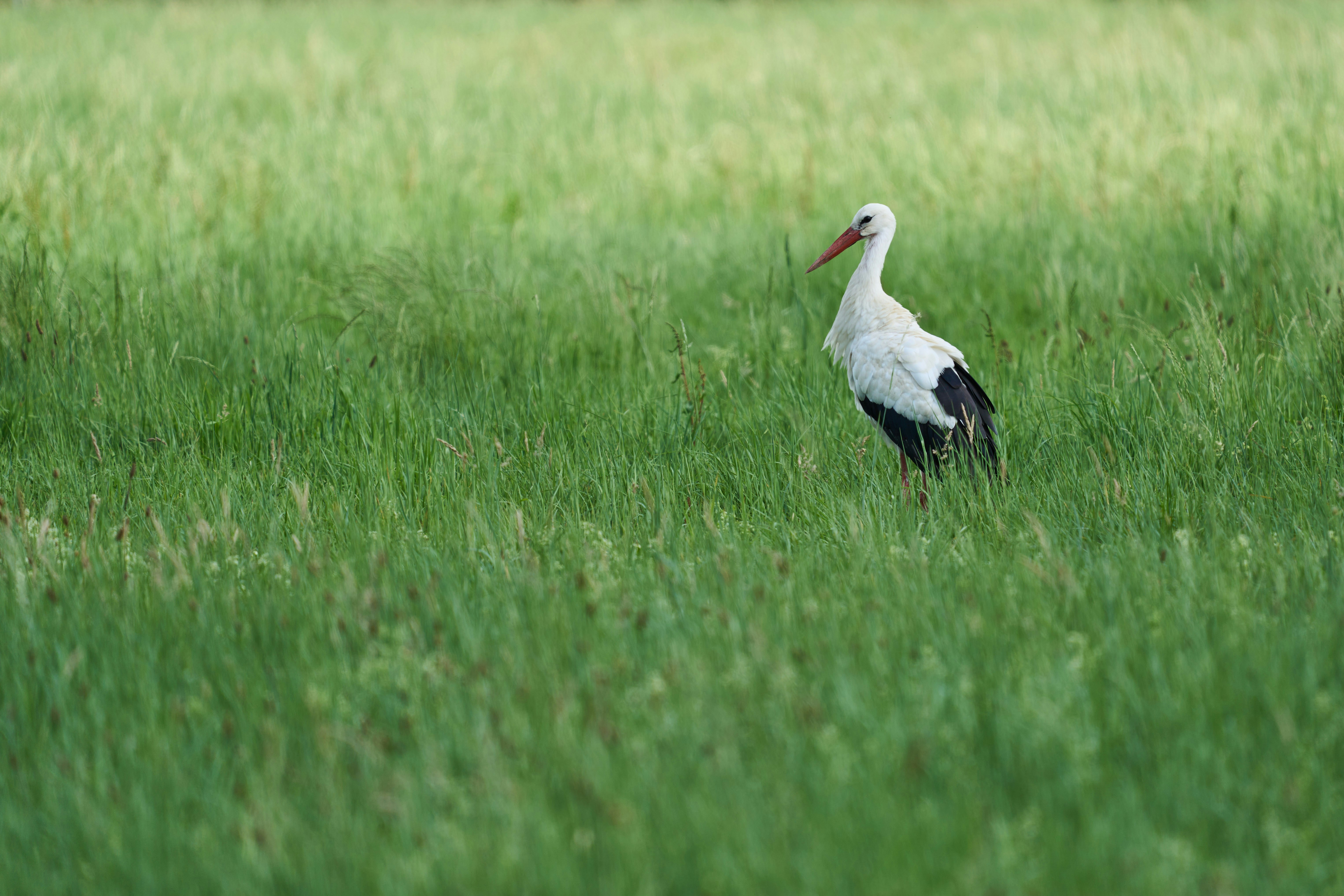 Photo by wolfgang_hasselmann