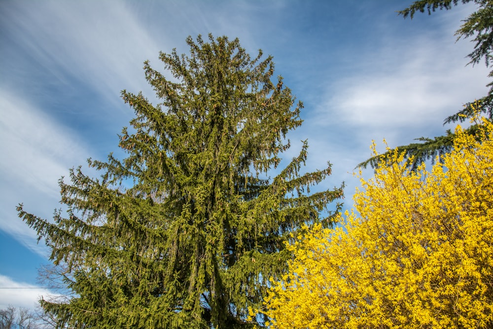 a tall tree with yellow flowers in the foreground