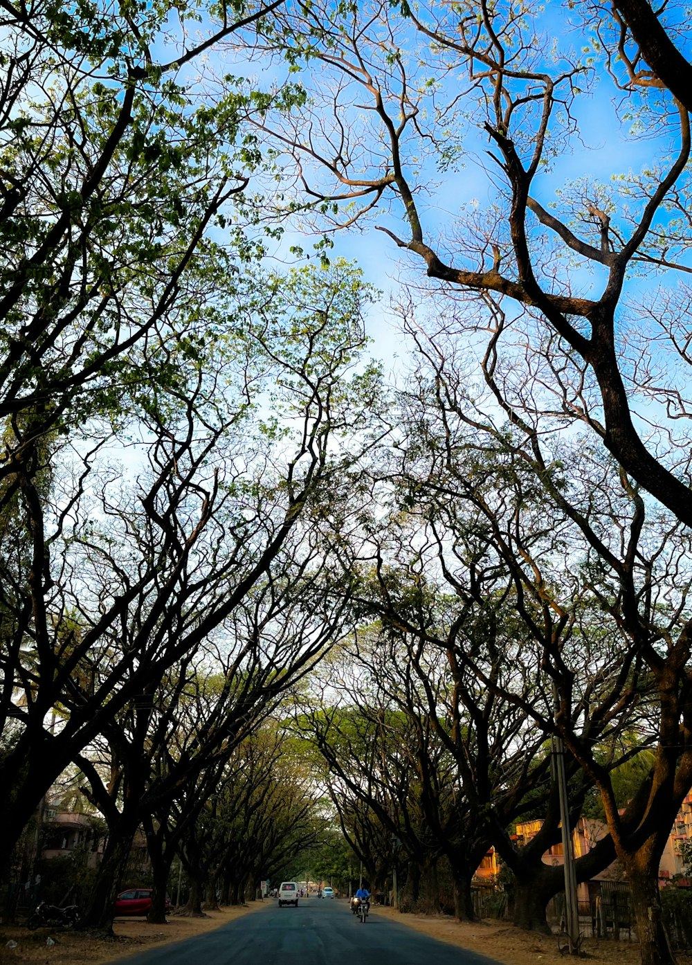 a street lined with lots of trees and a blue sky