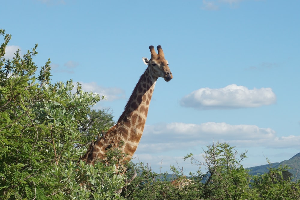 une girafe debout au milieu d’une forêt