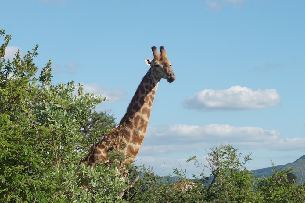 a giraffe standing in the middle of a forest