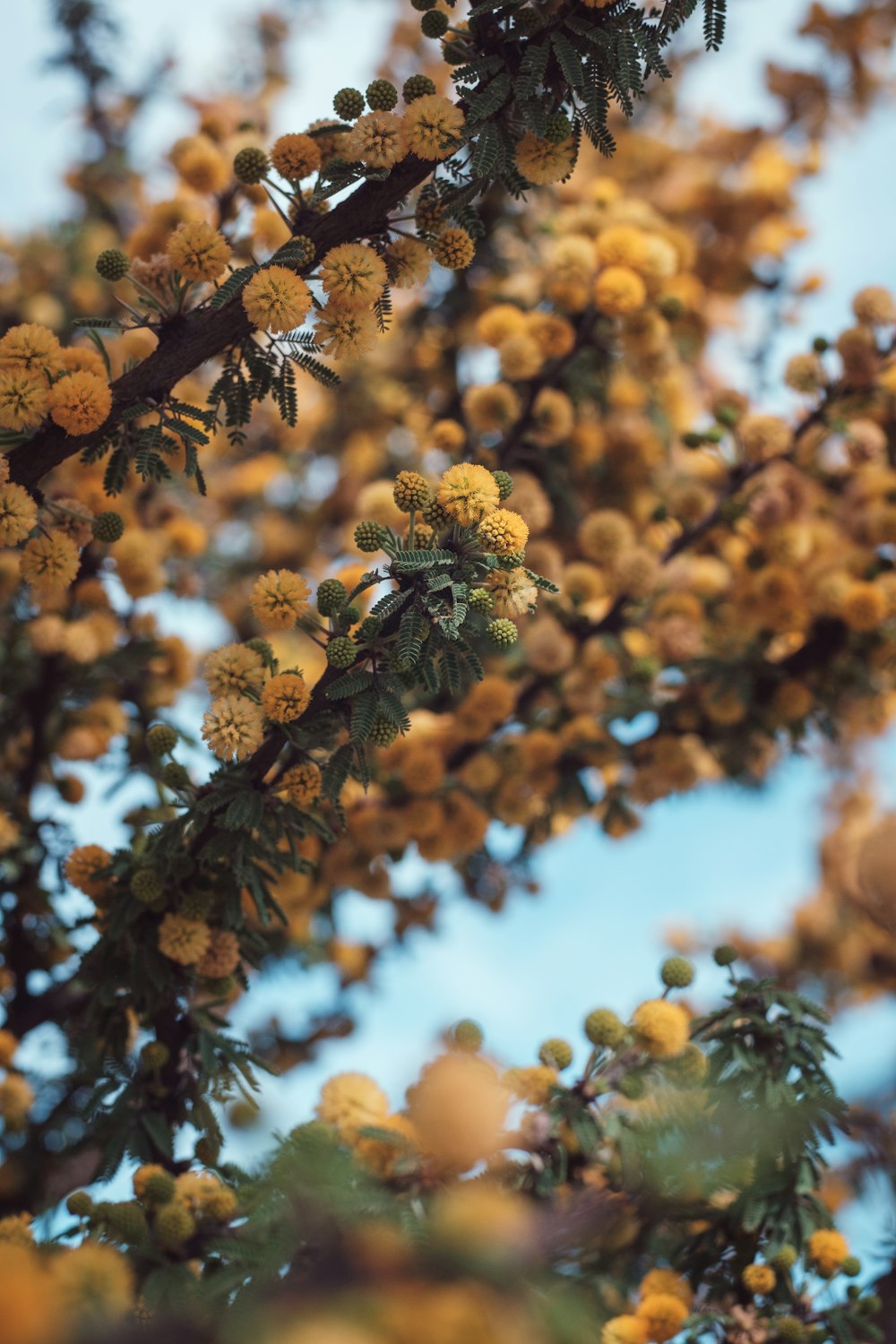 a tree filled with lots of yellow flowers