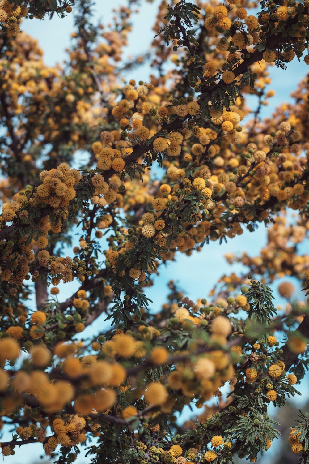 a tree filled with lots of yellow flowers