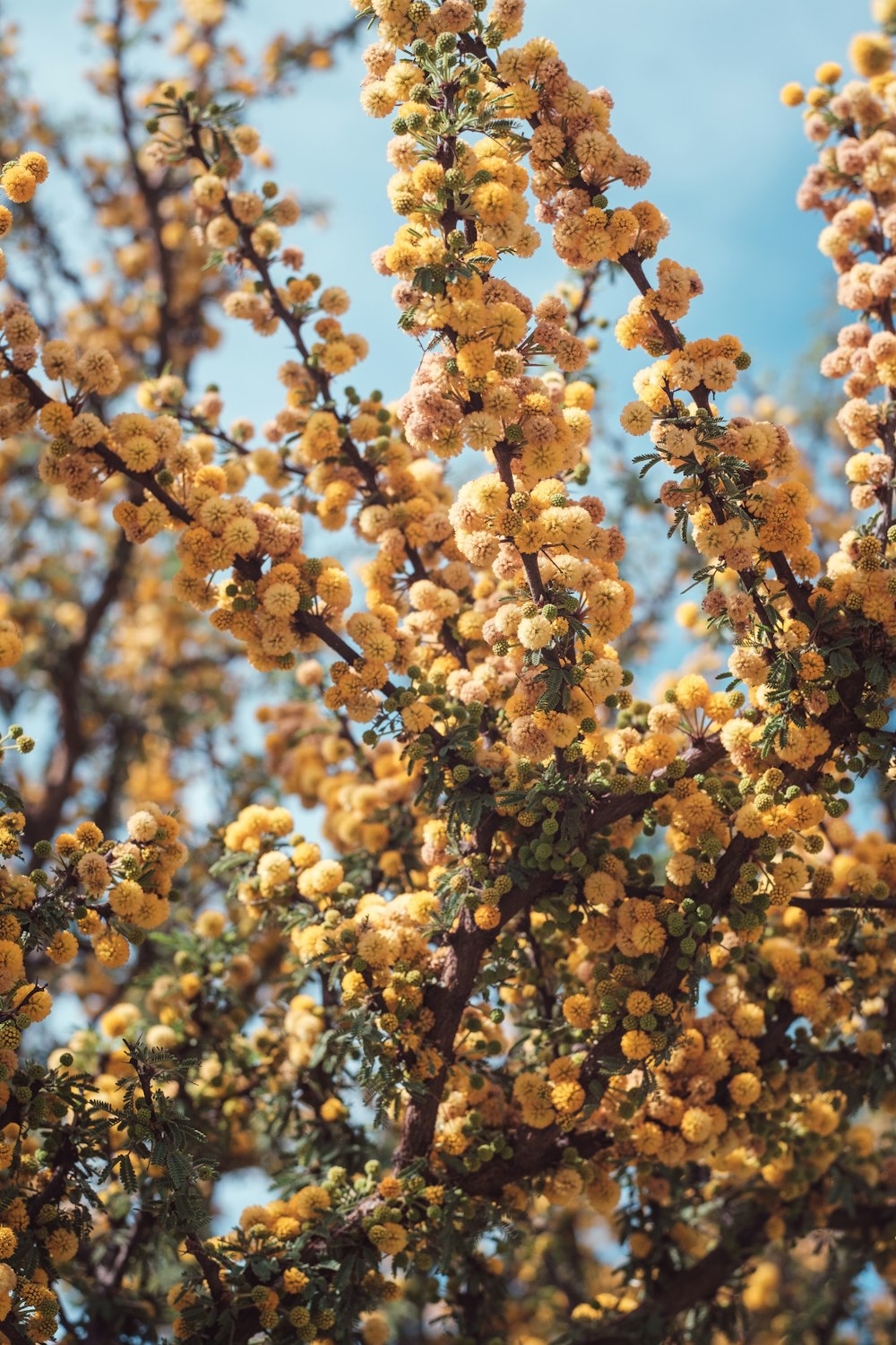 a close up of a tree with yellow flowers