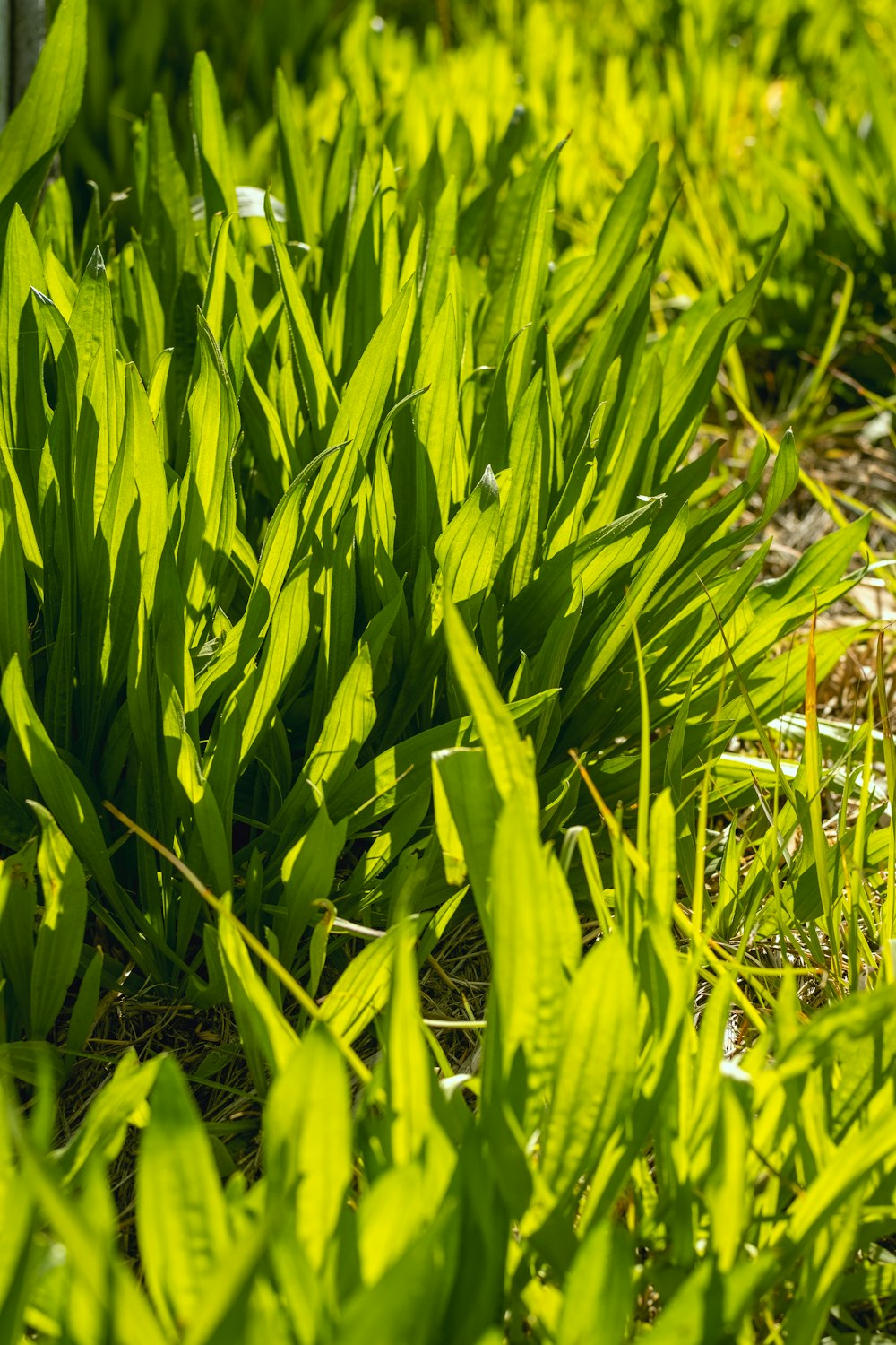 a close up of some green plants in the grass