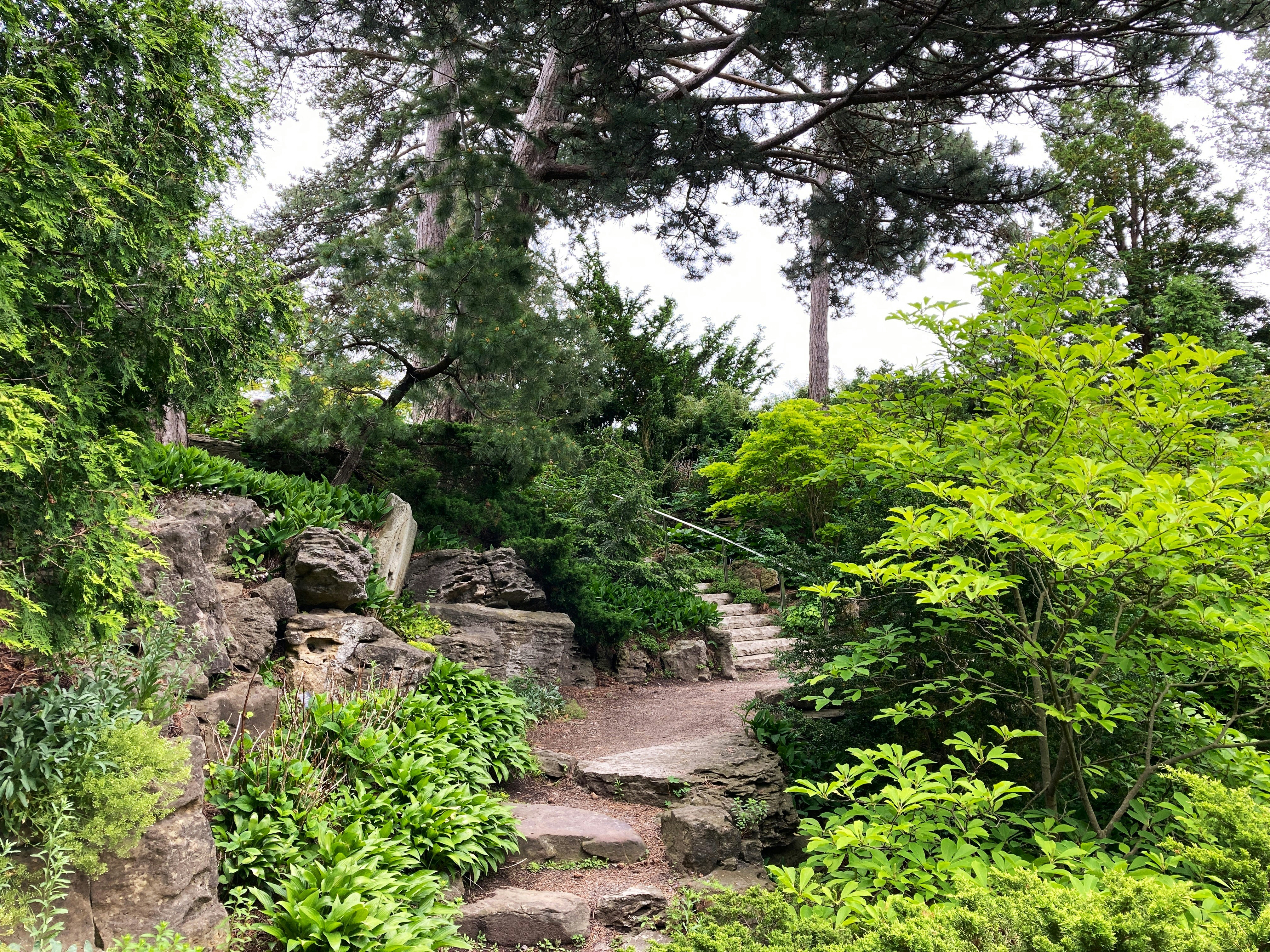 Rocky path among trees