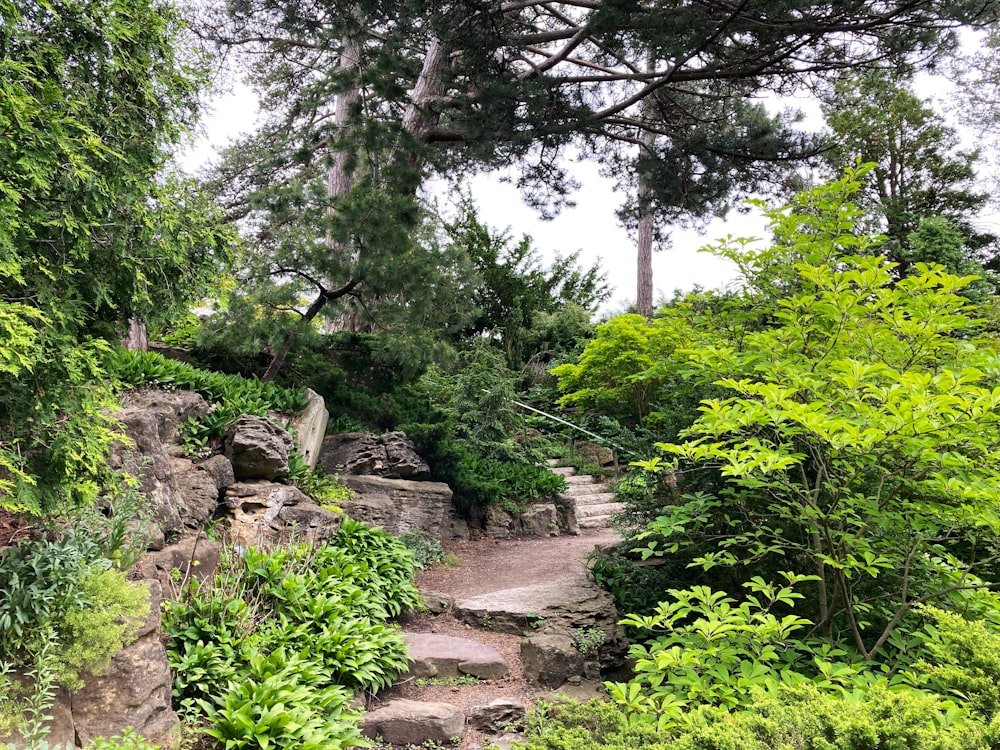 a rocky path surrounded by trees and bushes