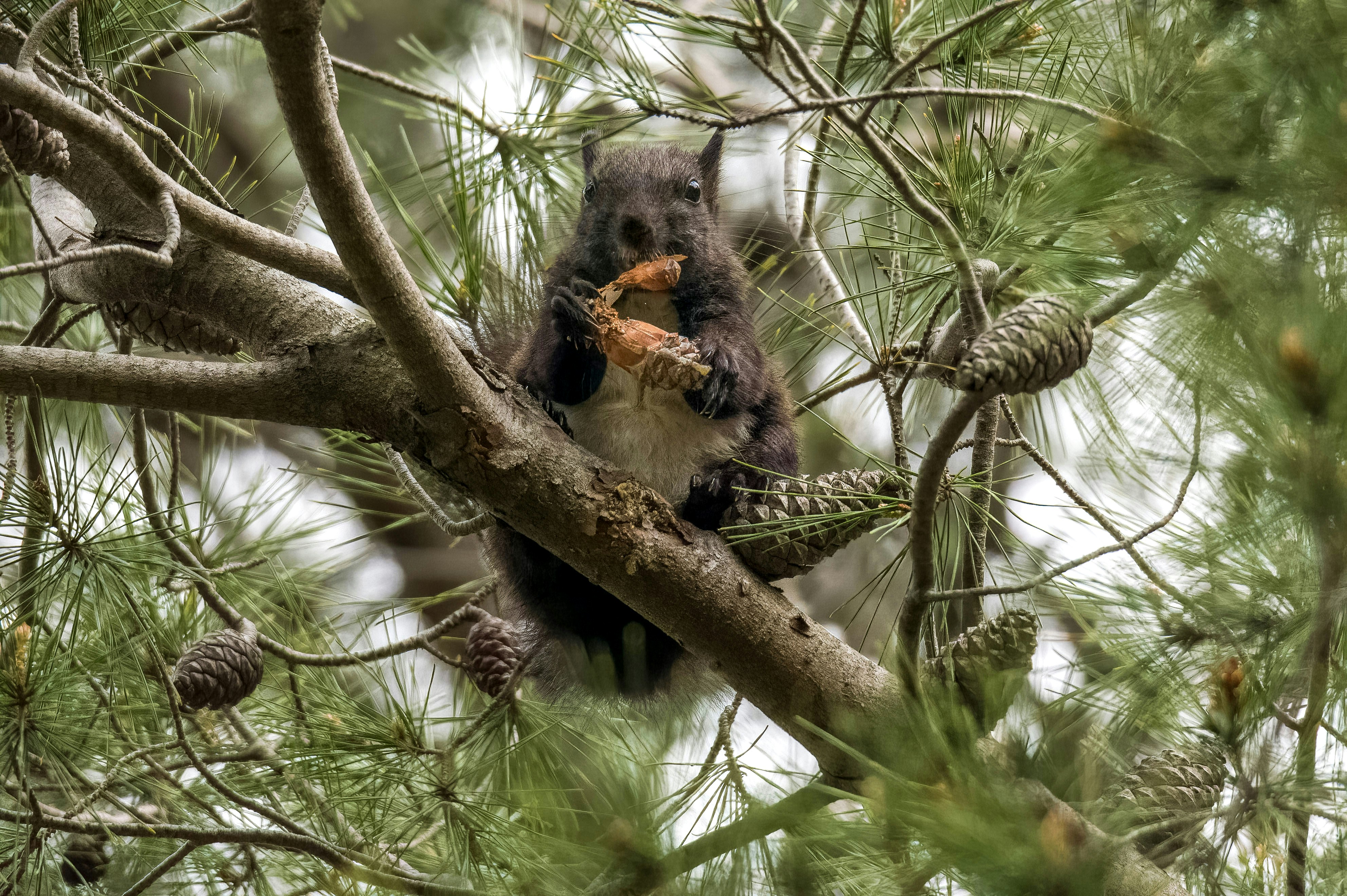 a squirrel eating a pine cone in a tree