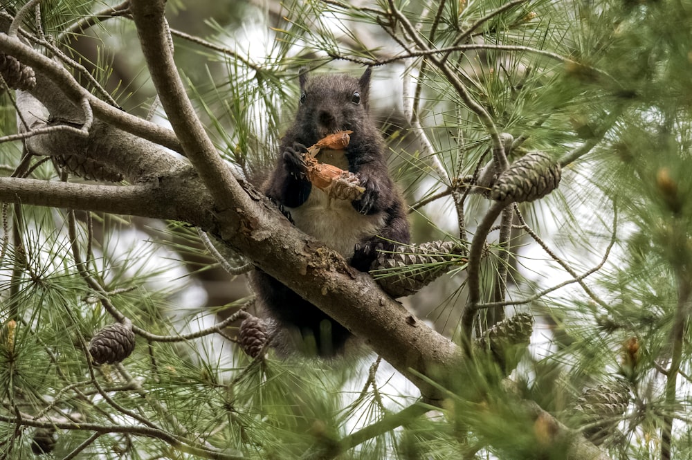 um esquilo comendo uma pinha em uma árvore