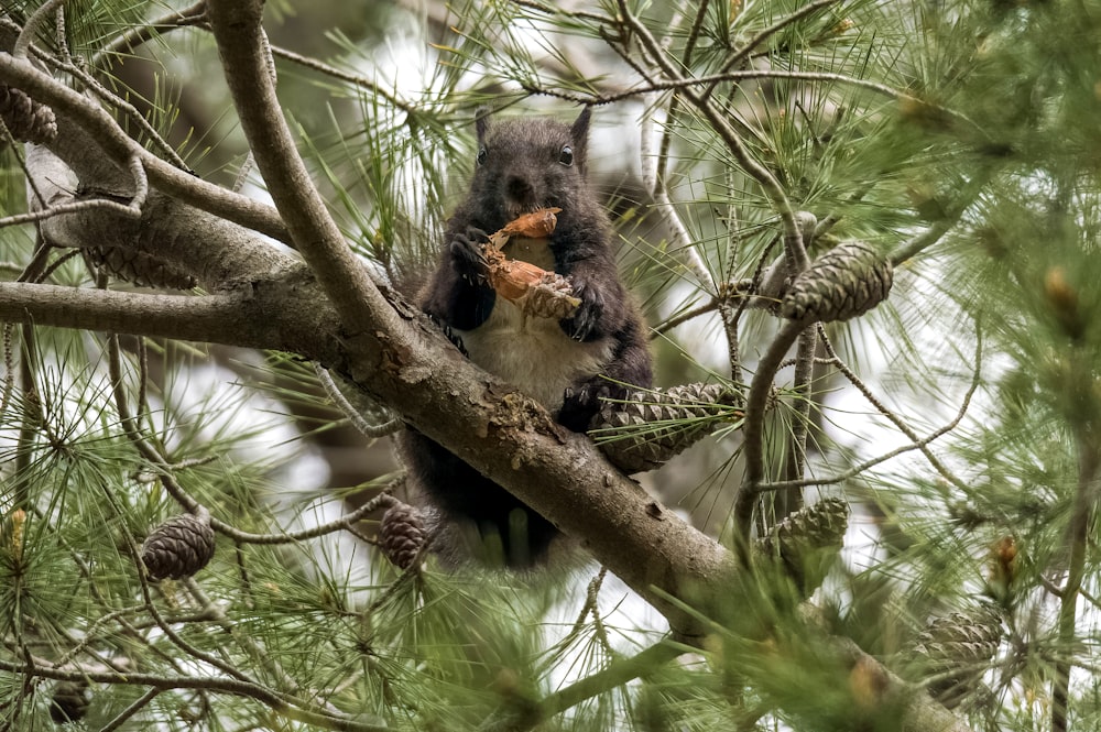 a squirrel eating a pine cone in a tree