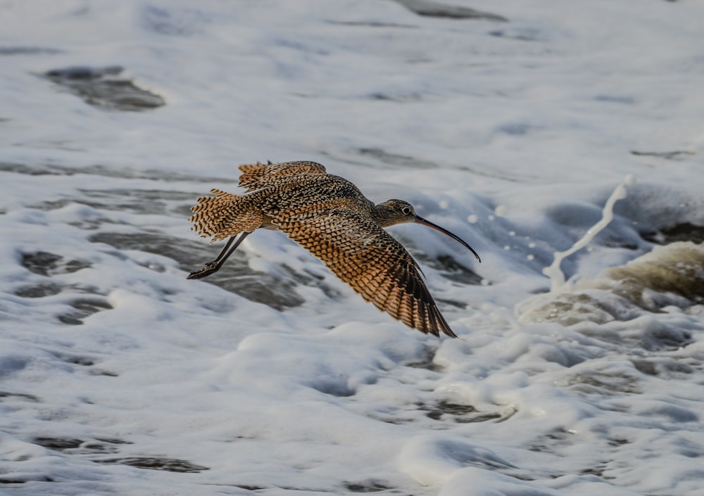 a bird flying over a body of water