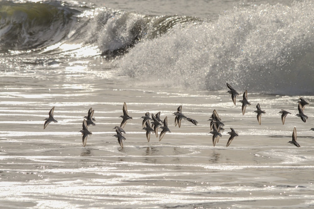 a flock of birds flying over a beach next to the ocean