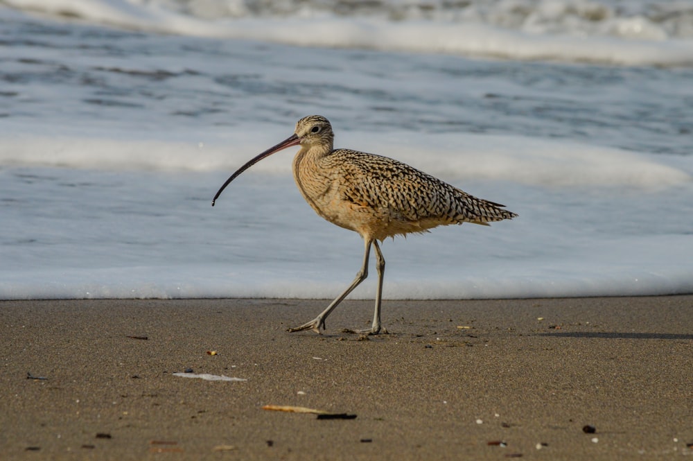 a bird with a long beak walking on the beach