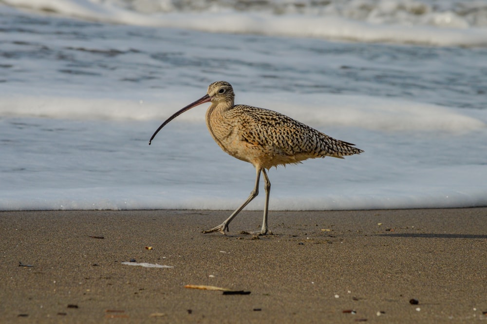 浜辺を歩くくちばしの長い鳥