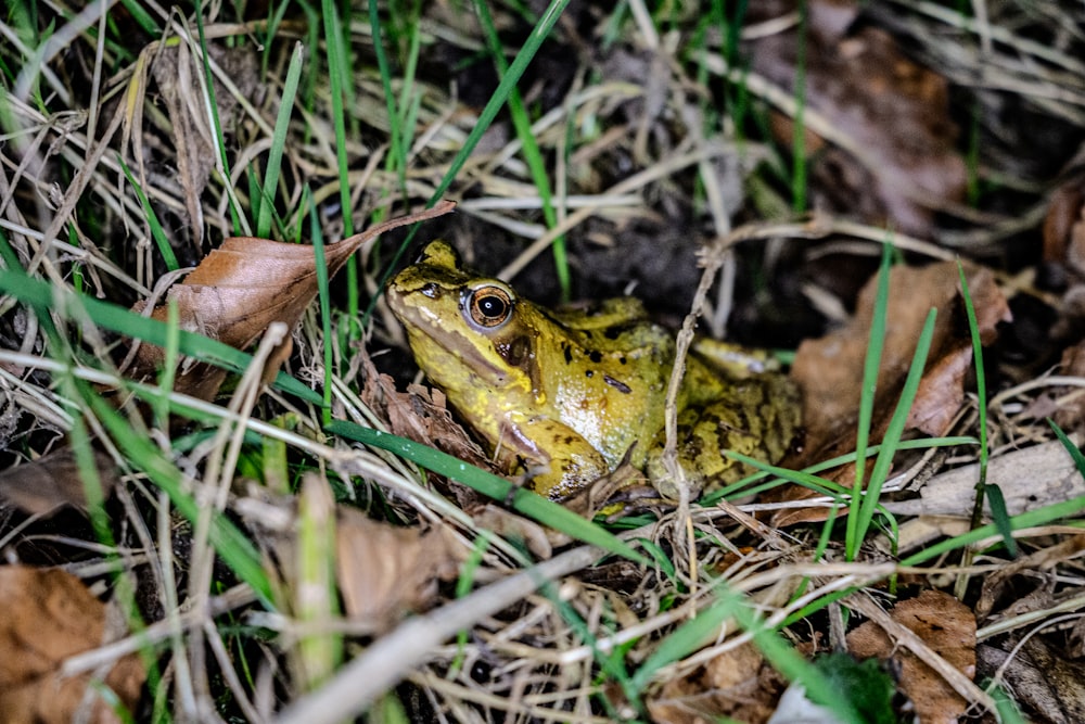 a frog sitting on the ground in the grass