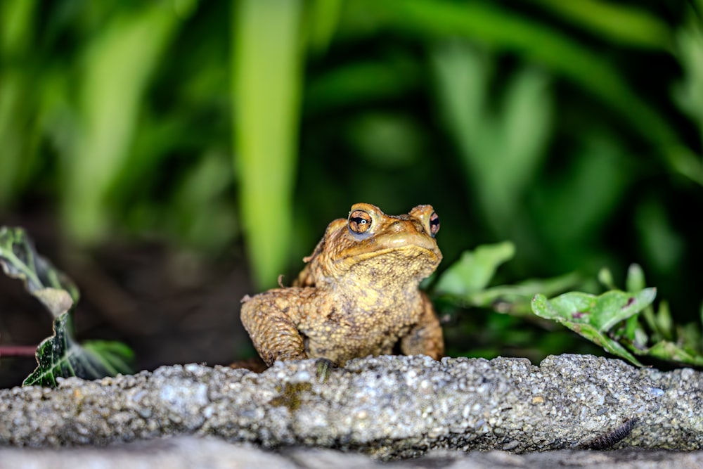 a small frog sitting on top of a rock