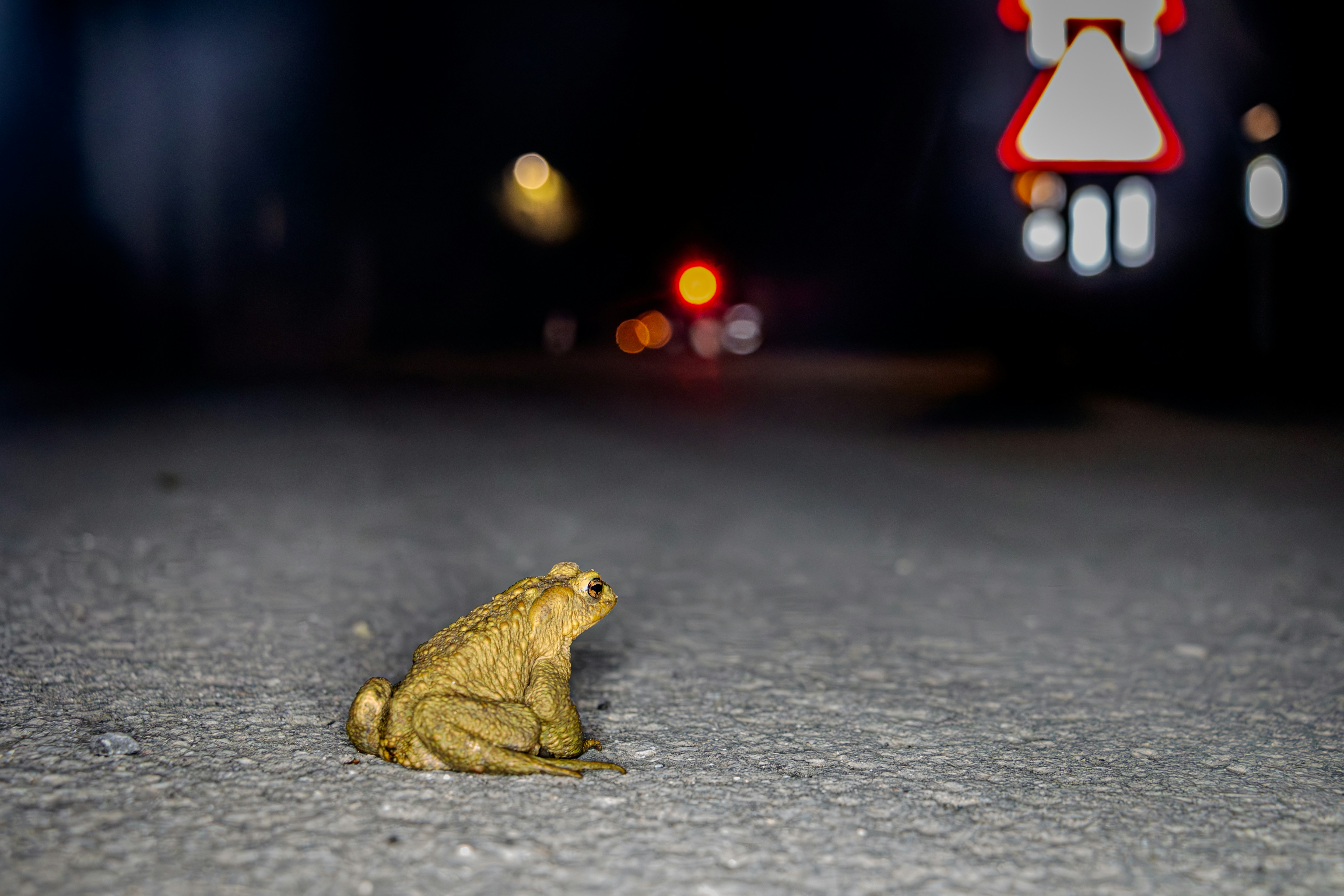 Vorfahrt für Kröten: Nächtliche Strassensperrung in Männedorf