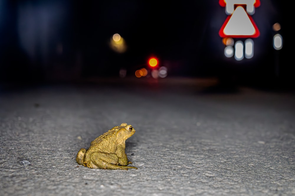a small yellow frog sitting on the side of a road