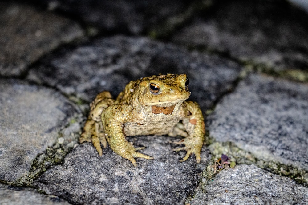 a frog sitting on a rock with its mouth open