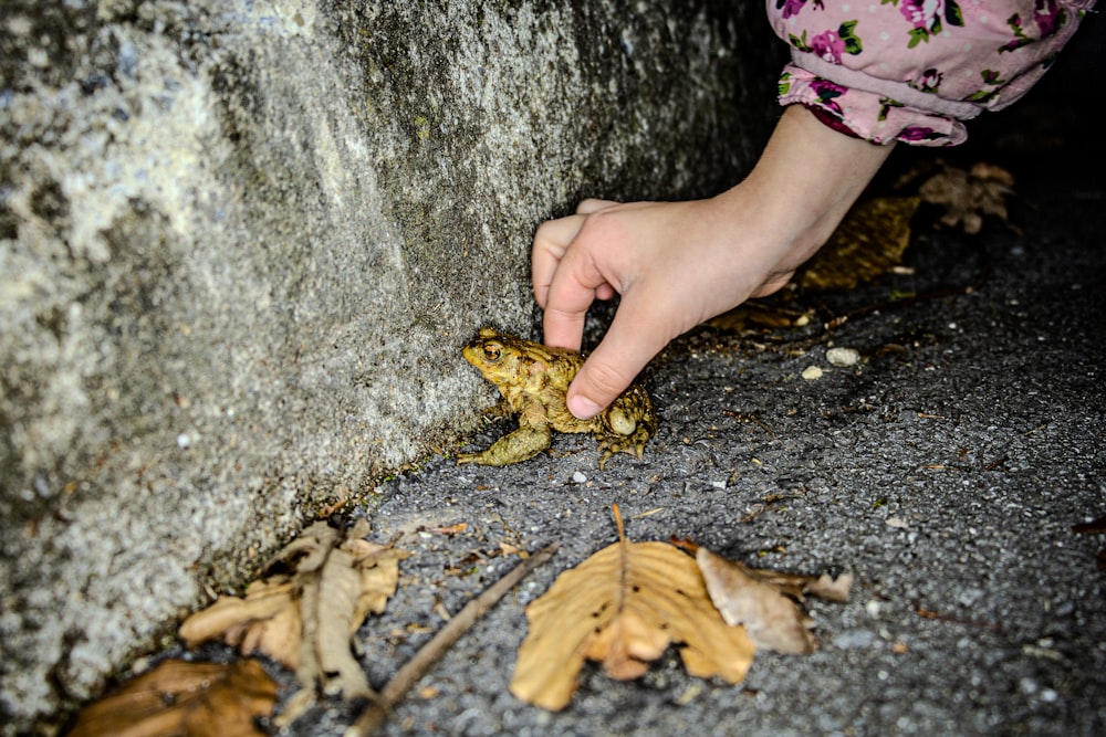 a person reaching for leaves on the ground
