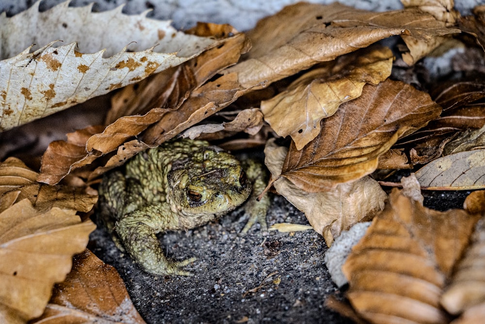 a frog sitting on the ground surrounded by leaves