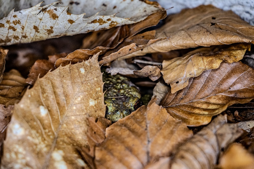 a close up of leaves on the ground