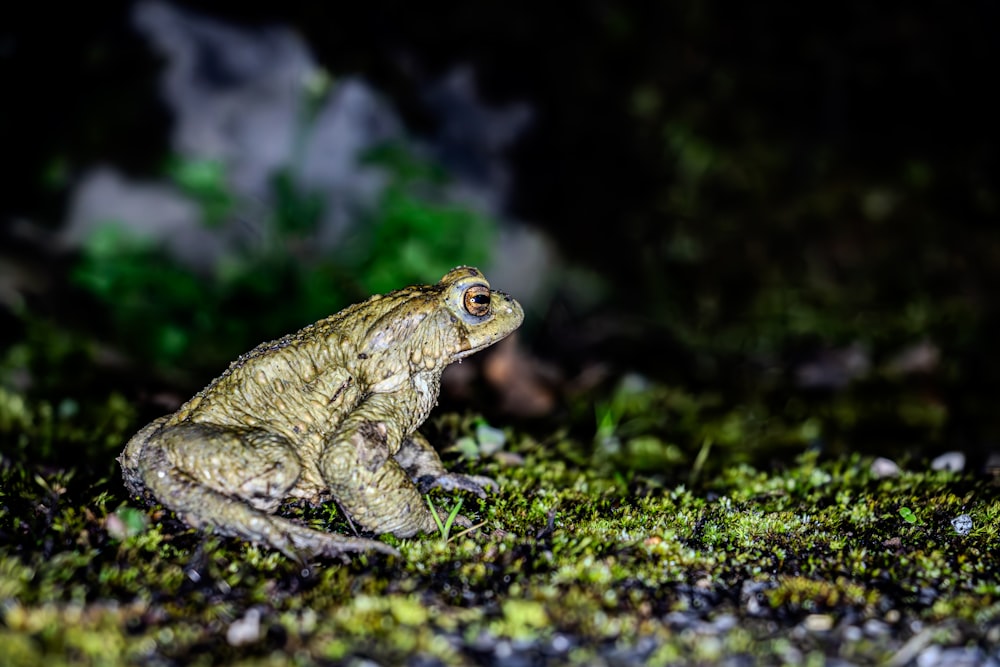 a frog sitting on the ground in the dark