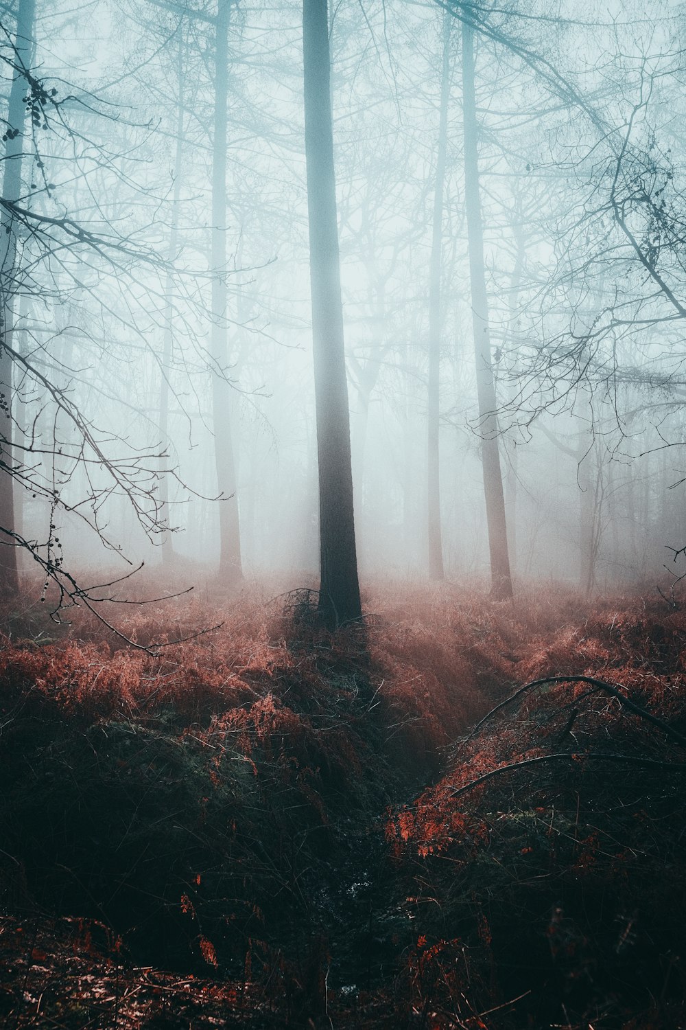 a forest filled with lots of tall trees covered in fog