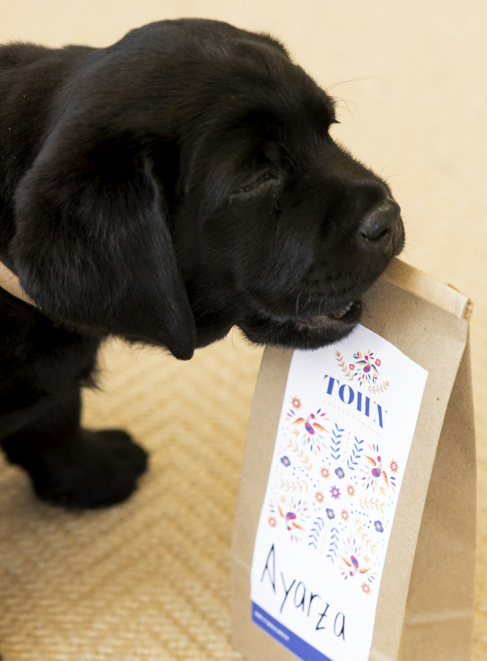 a black dog chewing on a brown paper bag