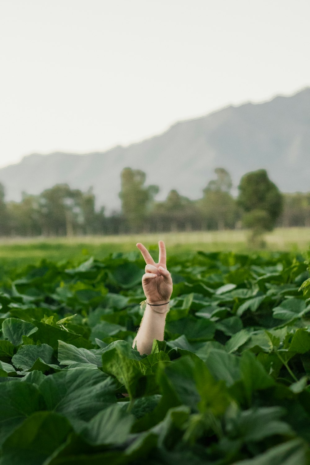 una persona haciendo el signo de la paz en un campo