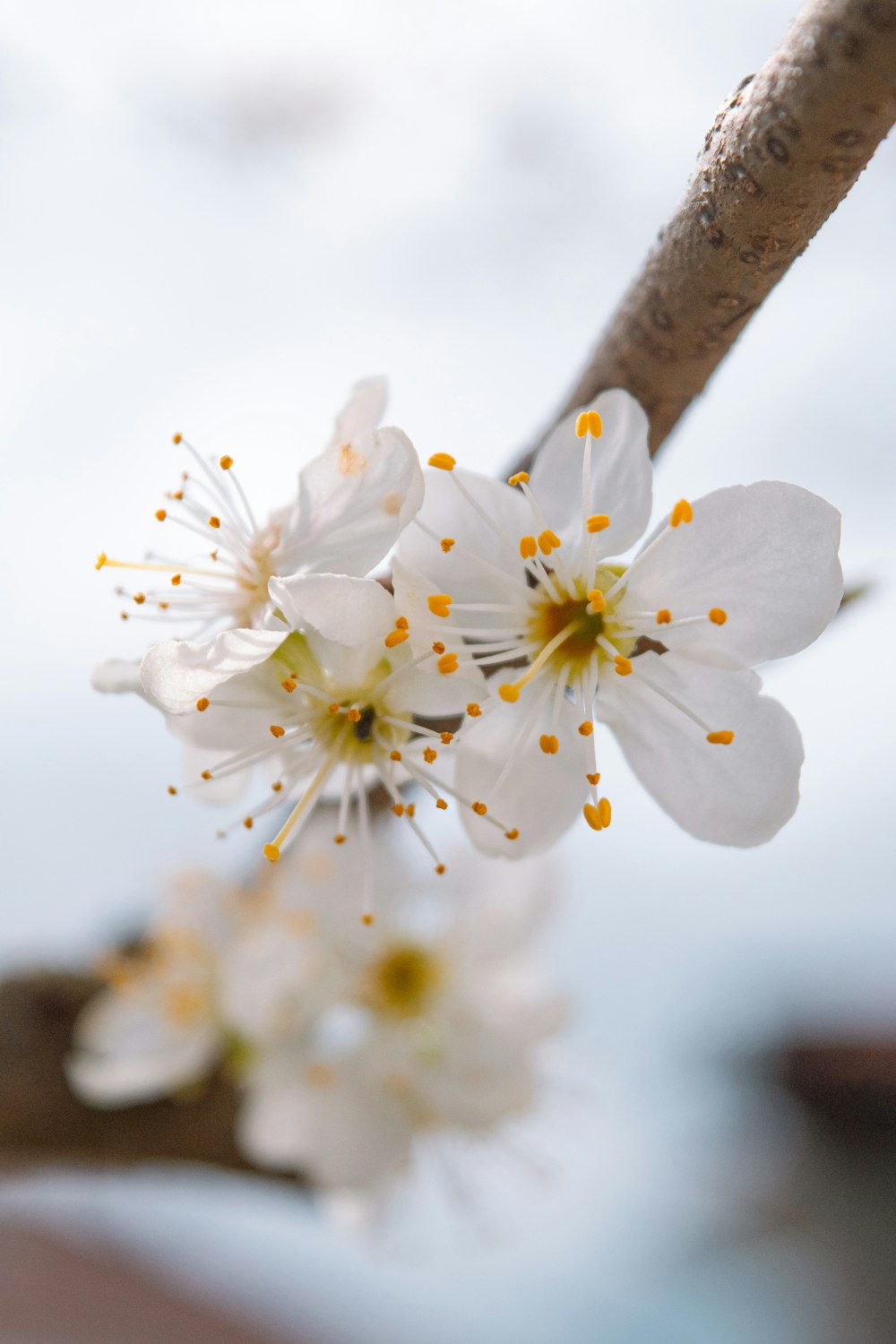 a branch of a tree with white flowers