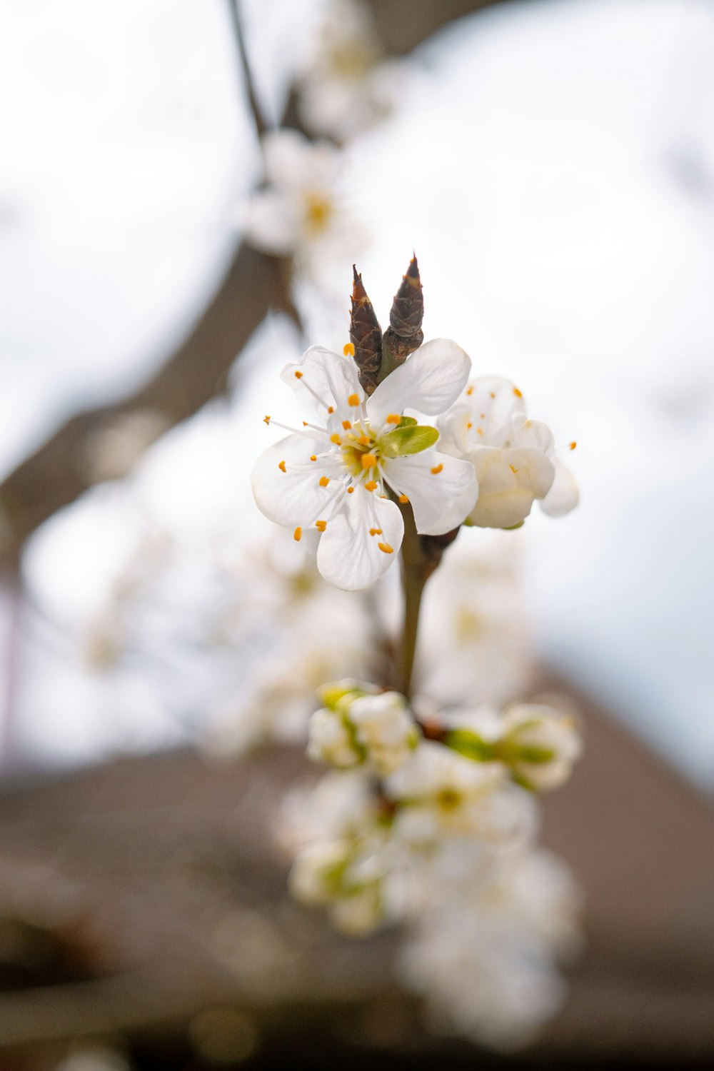 a close up of a white flower on a tree