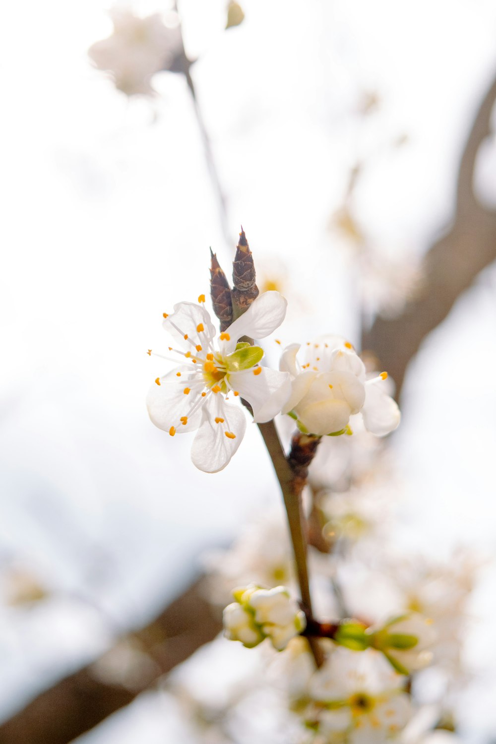 a close up of a flower on a tree