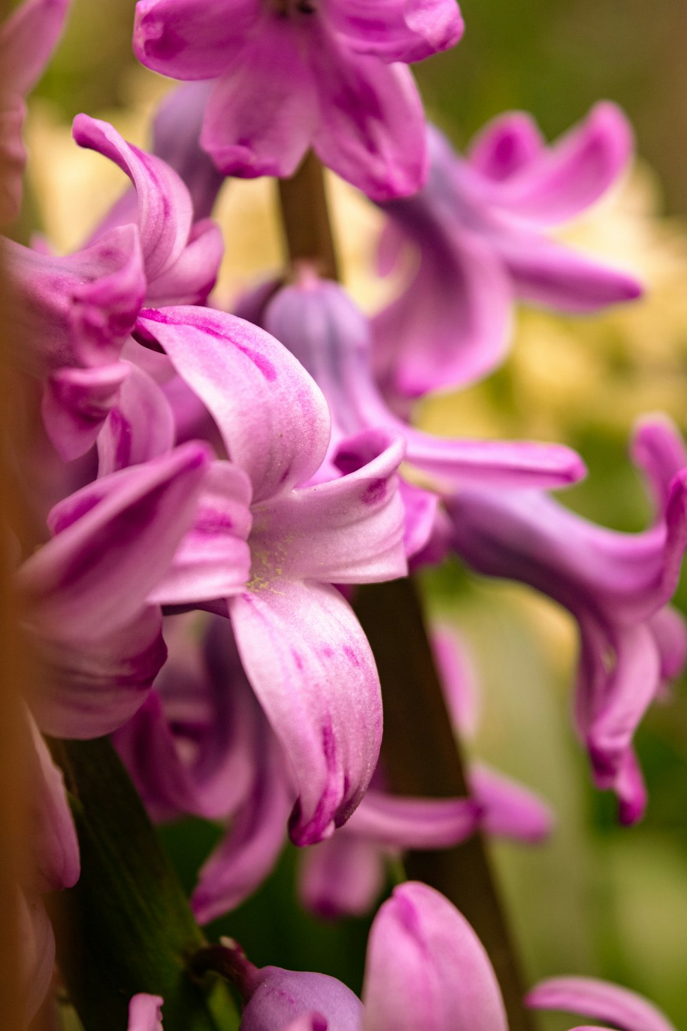 a close up of a bunch of purple flowers