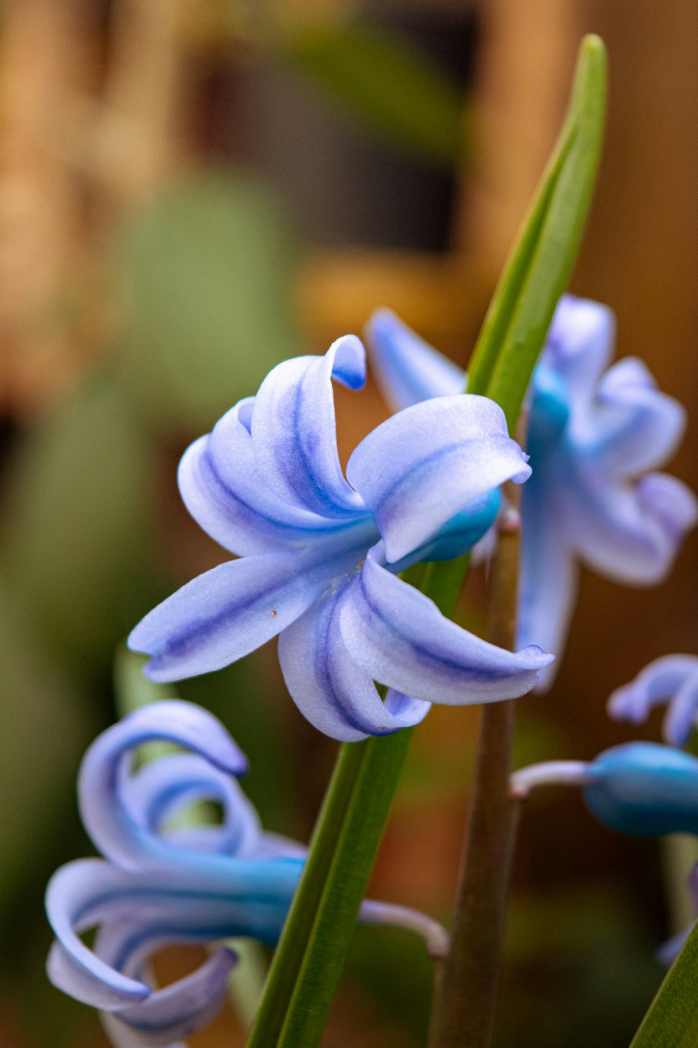 a close up of a blue flower with green stems