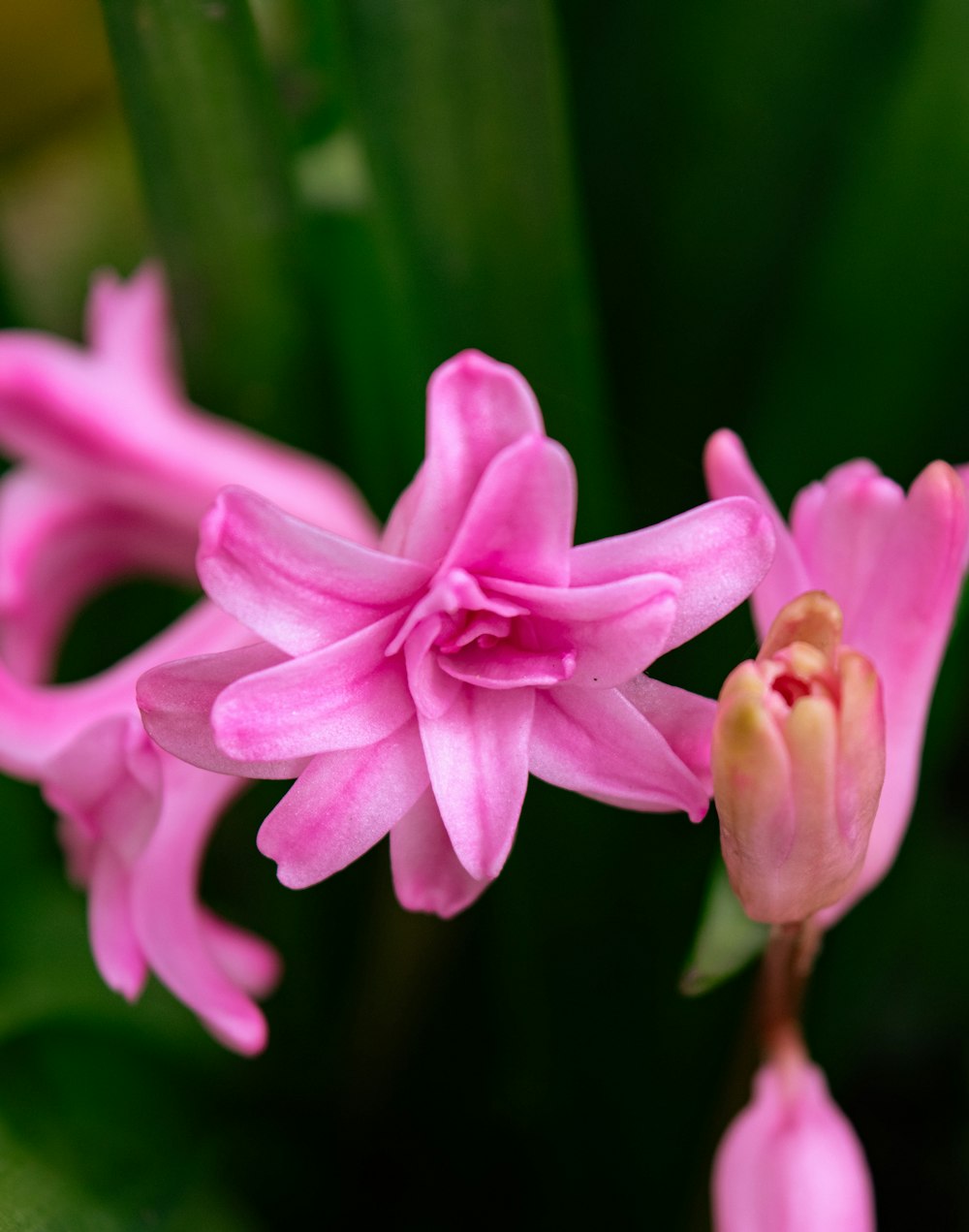 a close up of a pink flower with green leaves