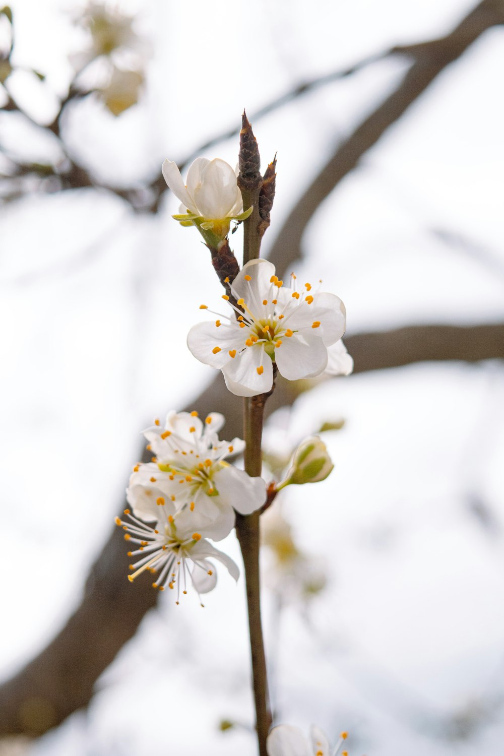 a close up of a flower on a tree branch