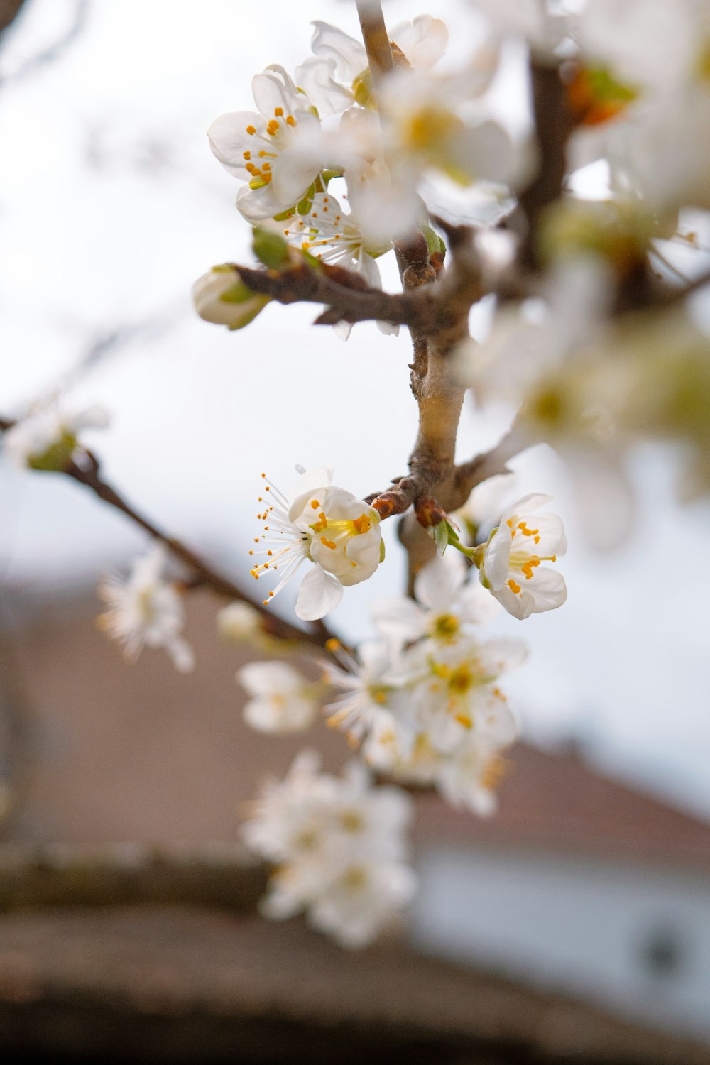 a close up of a tree with white flowers