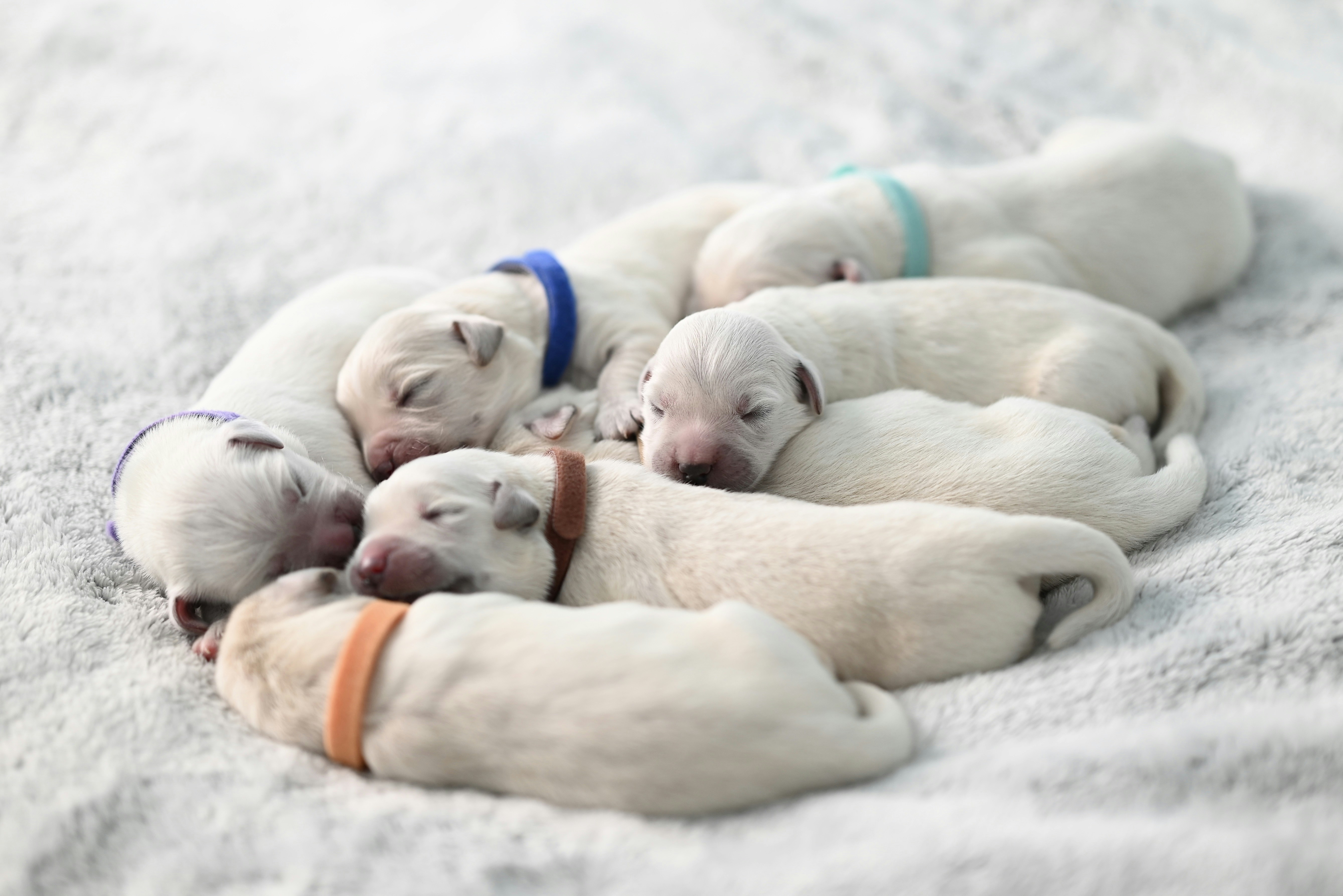 A group of puppies laying on top of each other photo – Free Animal ...