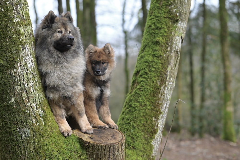 a couple of dogs standing on top of a tree