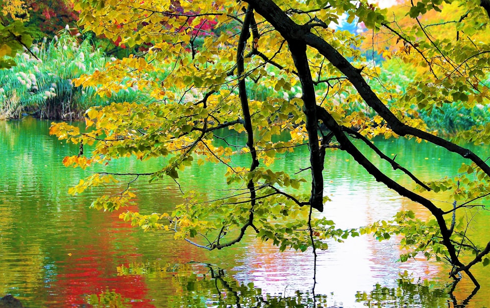 a lake with a tree in the foreground and colorful foliage in the background