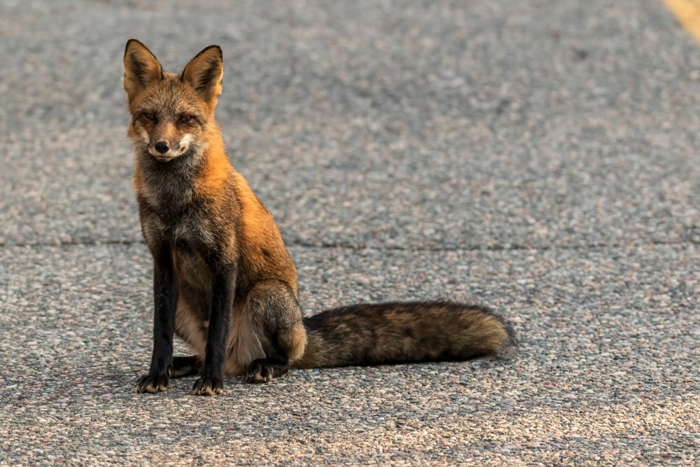 a red fox sitting on the side of a road